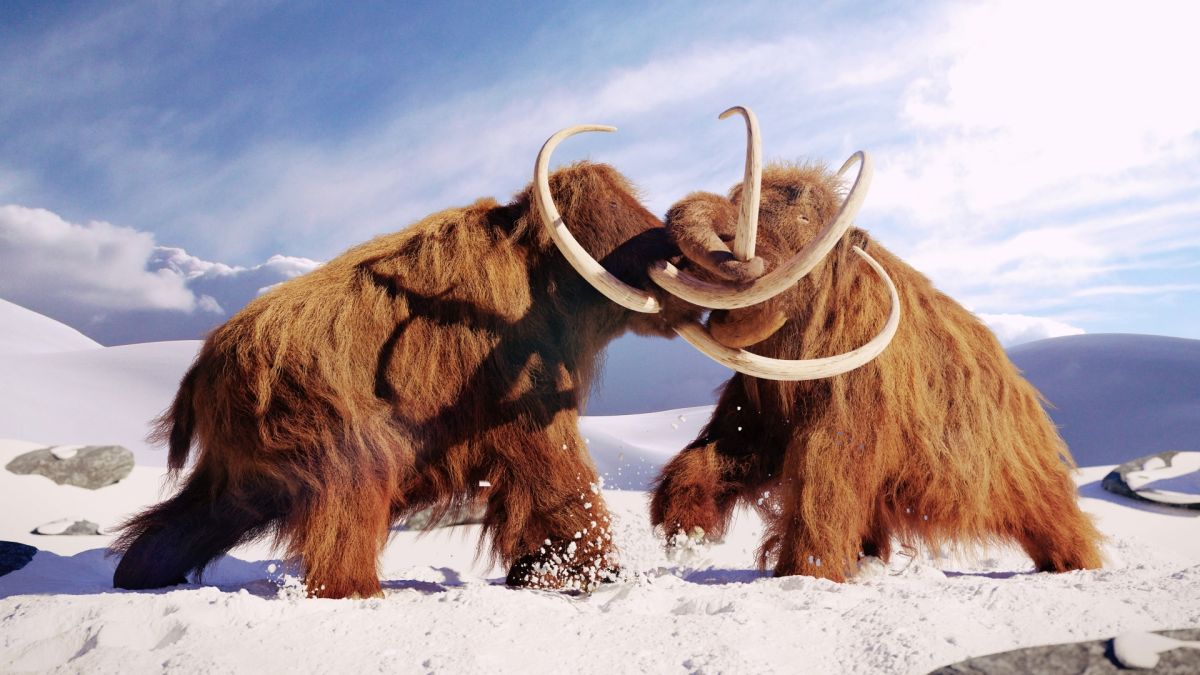 Illustration of two woolly mammoths fighting during an ice age.