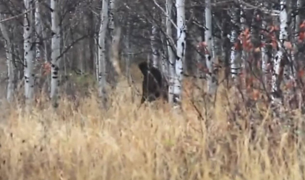 Hunter captura suposto Bigfoot na câmera durante viagem à floresta de bétulas