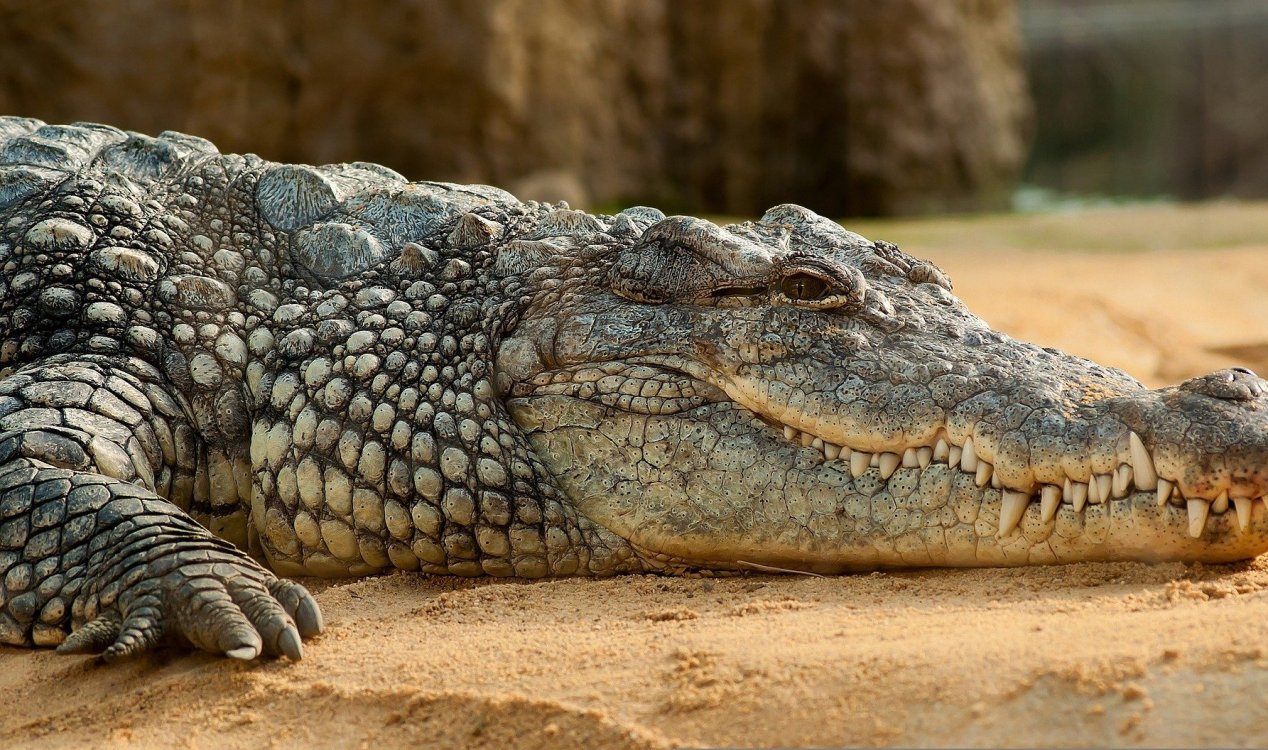Mistério envolve destino de crocodilo assassino que 'comeu 300 pessoas'