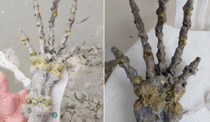 Misteriosa "mão alienígena" apareceu em praia no Brasil