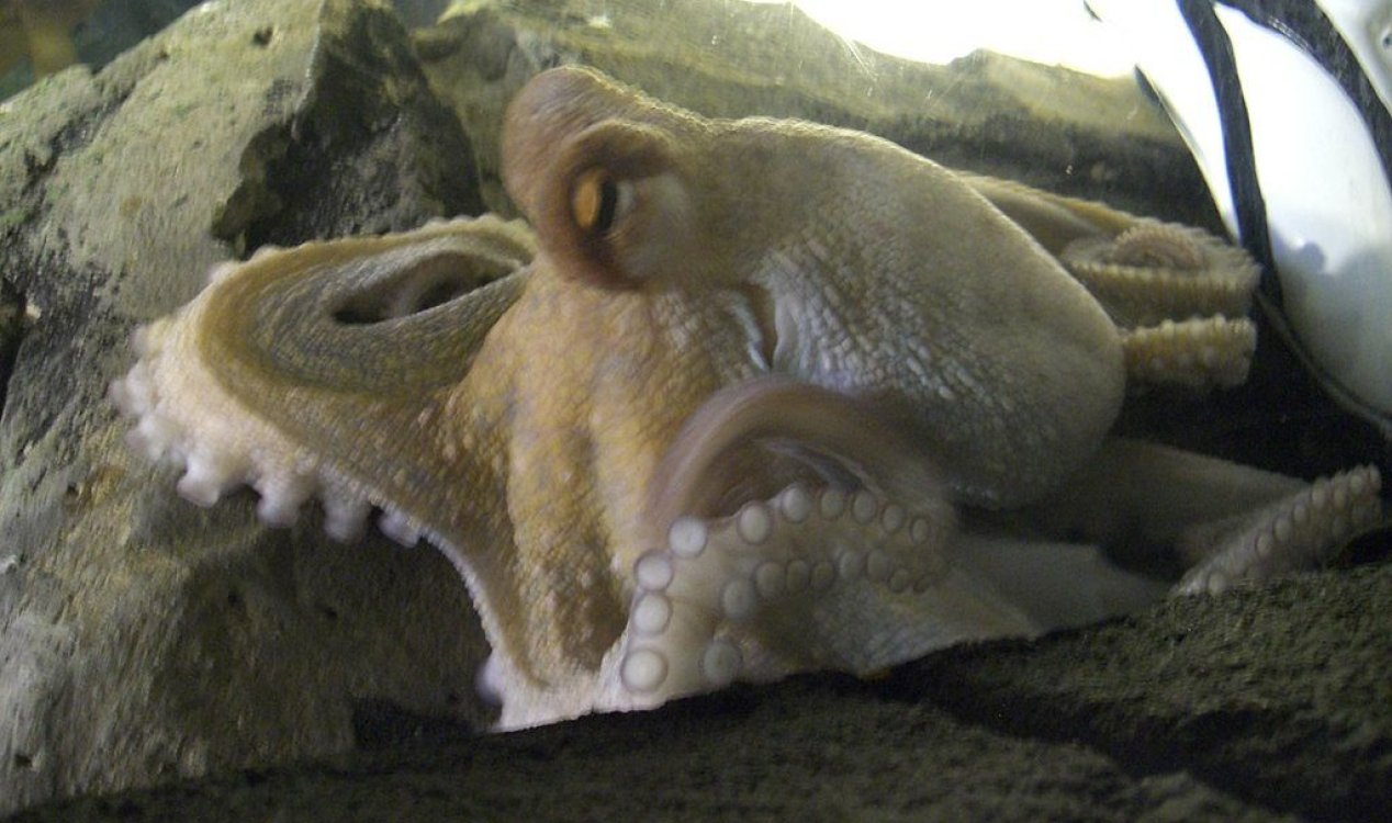 O legado de 'Paul the Psychic Octopus' persiste até hoje