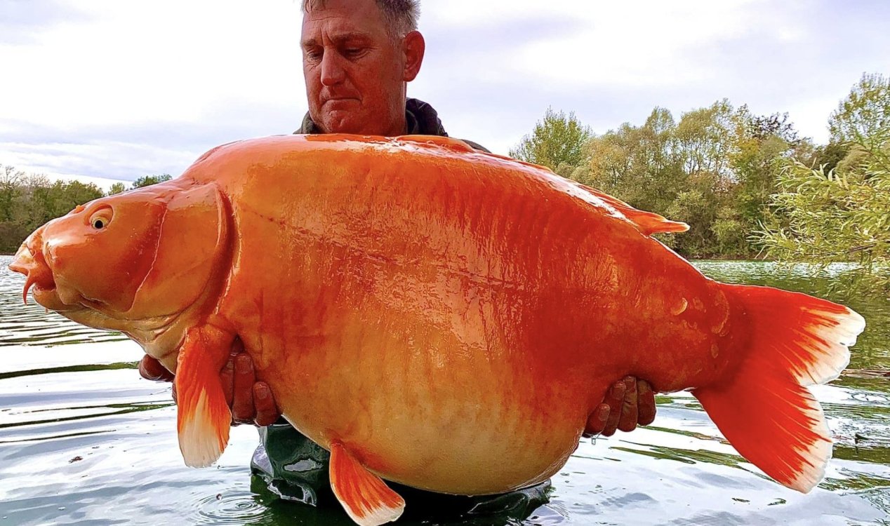Pescador britânico captura peixe dourado de 30 kg conhecido como 'The Carrot'