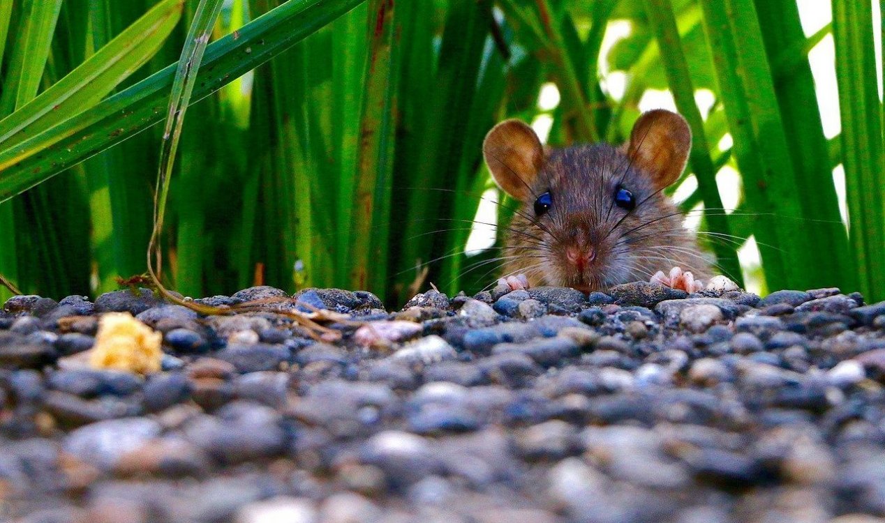 Ratos drogados são acusados ​​de comer provas policiais na Índia