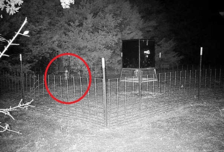 Câmera de veado na floresta pegou um goblin
