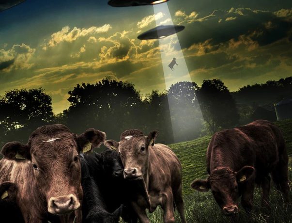 Em 2 meses, ALGO misterioso matou cerca de 60 vacas no Colorado
