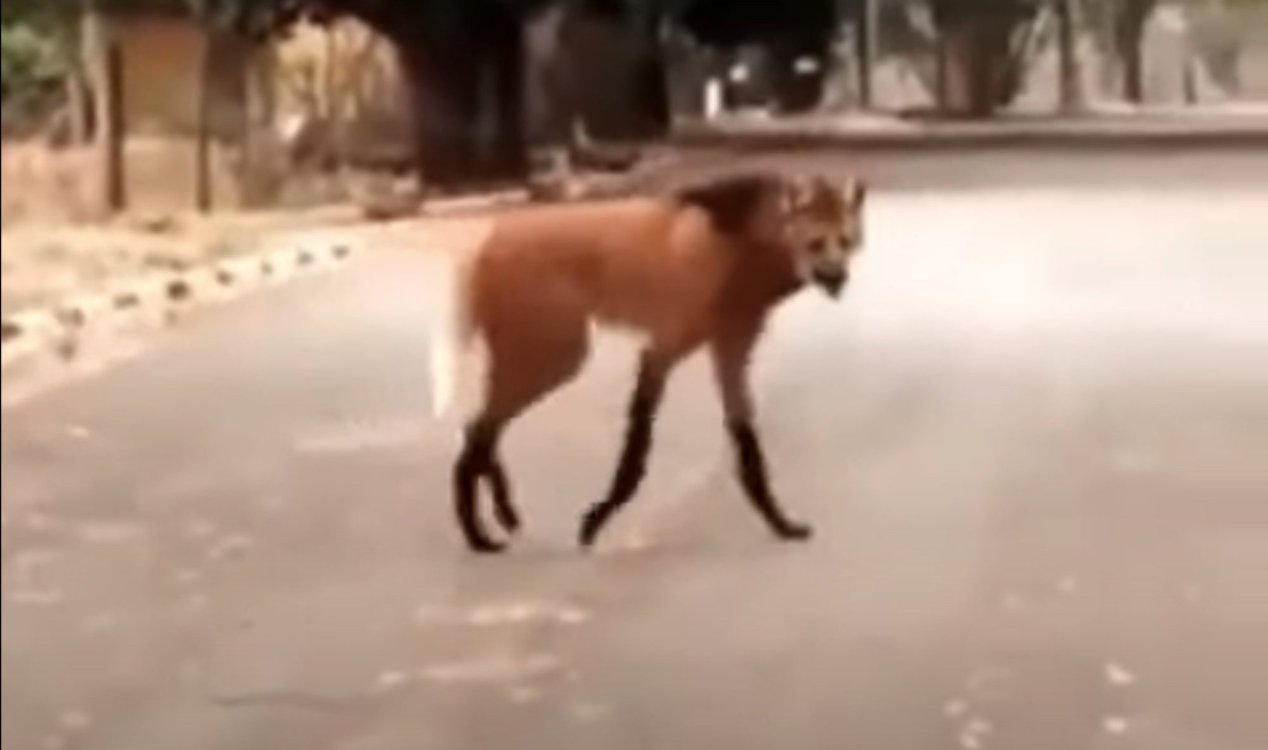 Este vídeo viral de um estranho animal vermelho deixou os usuários de mídia social perplexos