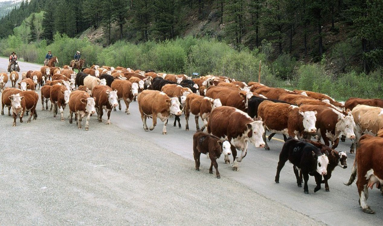 Mistério envolve onda de mortes inexplicáveis ​​de gado no Colorado