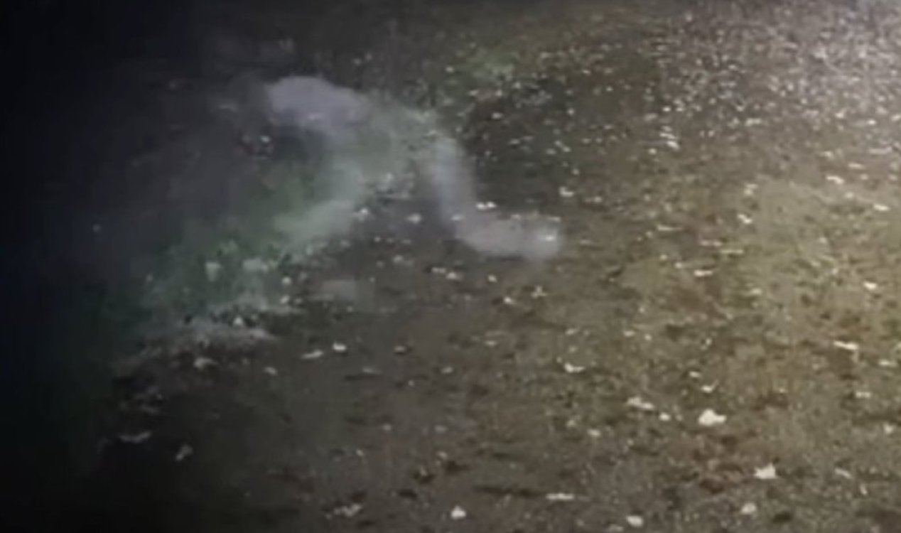 Passeador de cães filma 'fantasma demoníaco' durante visita matinal ao parque