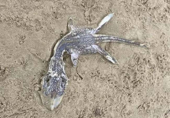 Restos de 'Bebê Nessie' aparecem na costa britânica