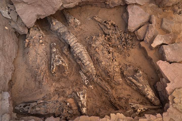 Eles descobrem tumba egípcia com dez múmias de crocodilos