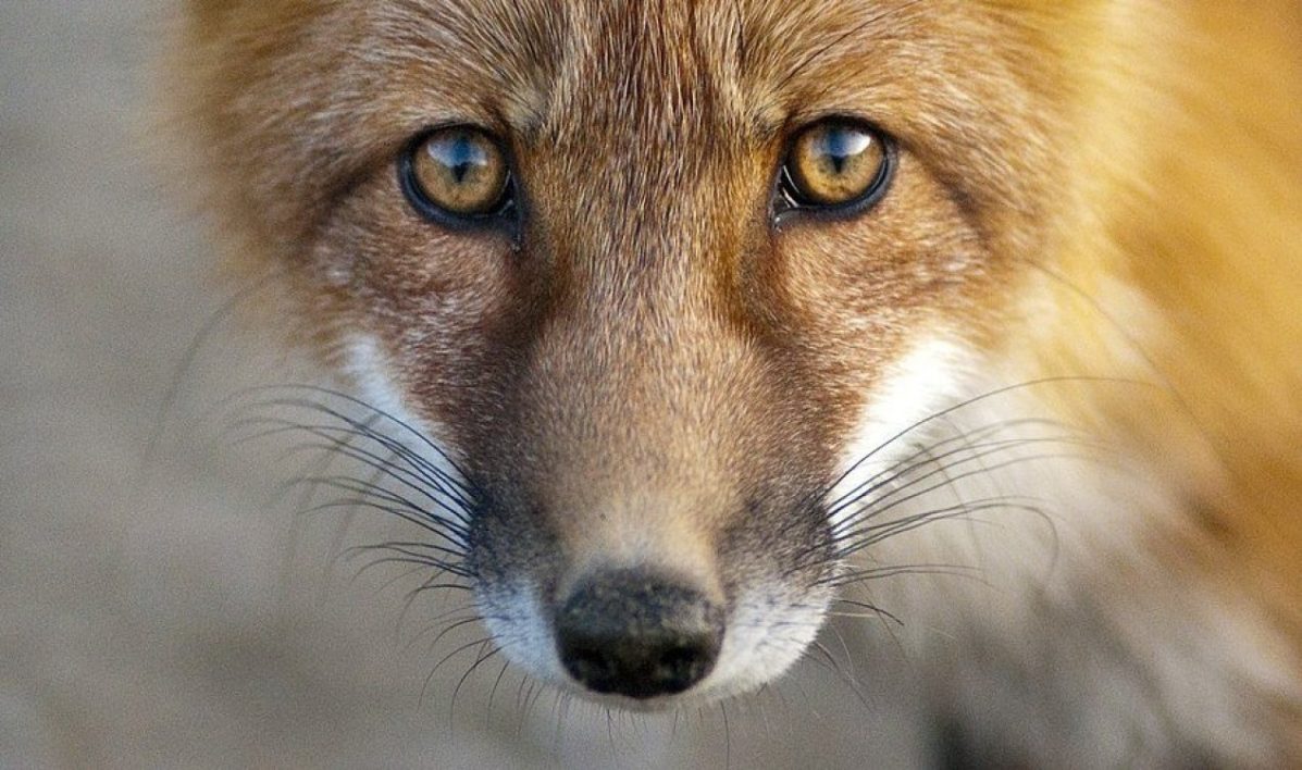 Raposa com apenas duas pernas é filmada em gramado na Inglaterra
