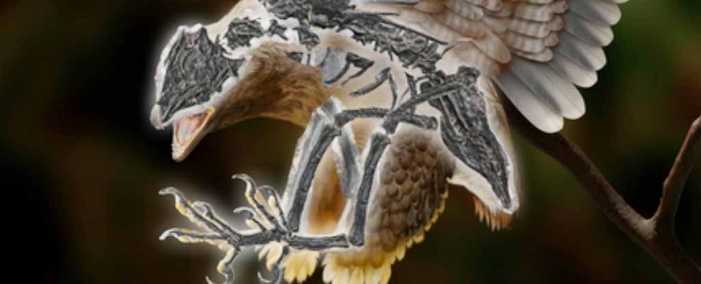 Impressão artística do pássaro de 120 milhões de anos Cratonavis zhui. (Zhao Chang)
