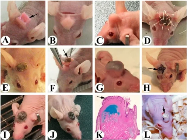 Cientistas implantam células de cervo em ratos e fazem crescer ‘mini-chifres’