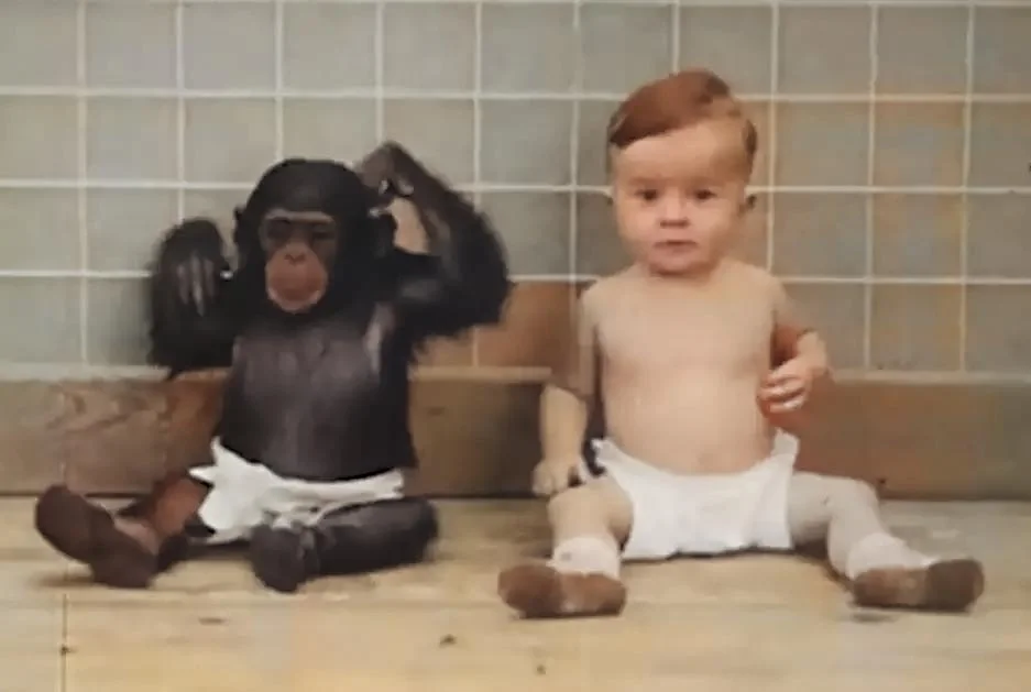 O que os cientistas aprenderam ao criar um bebê e um chimpanzé juntos