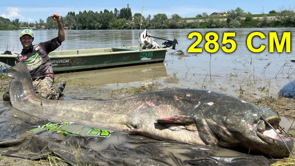 Peixe-gato gigante capturado por pescador em rio italiano
