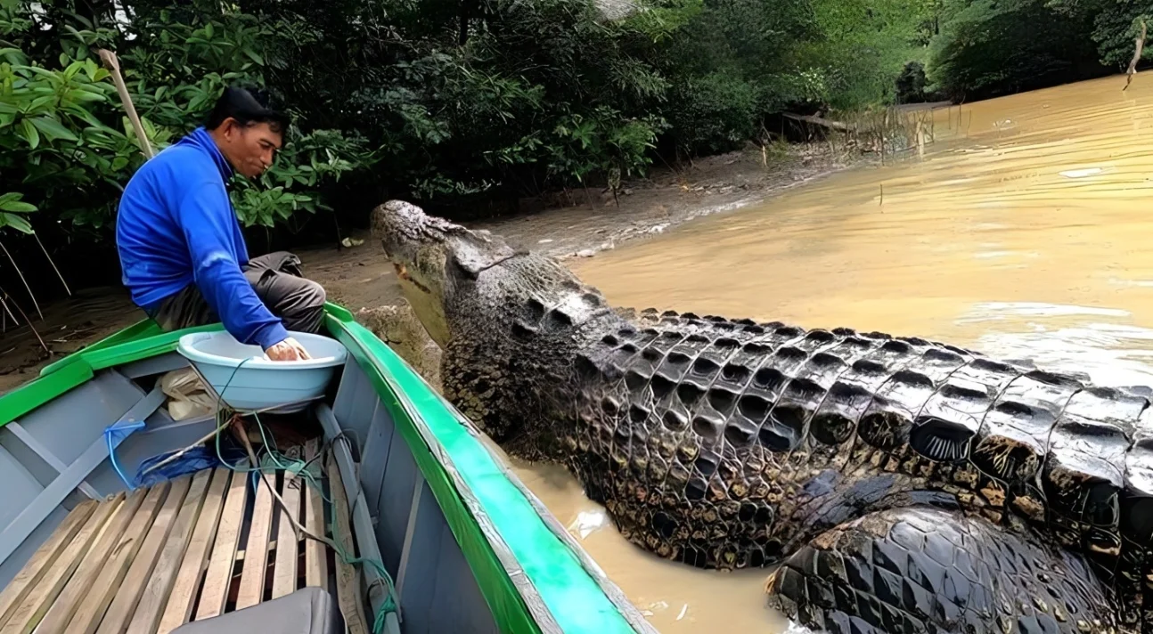 amizade com crocodilo