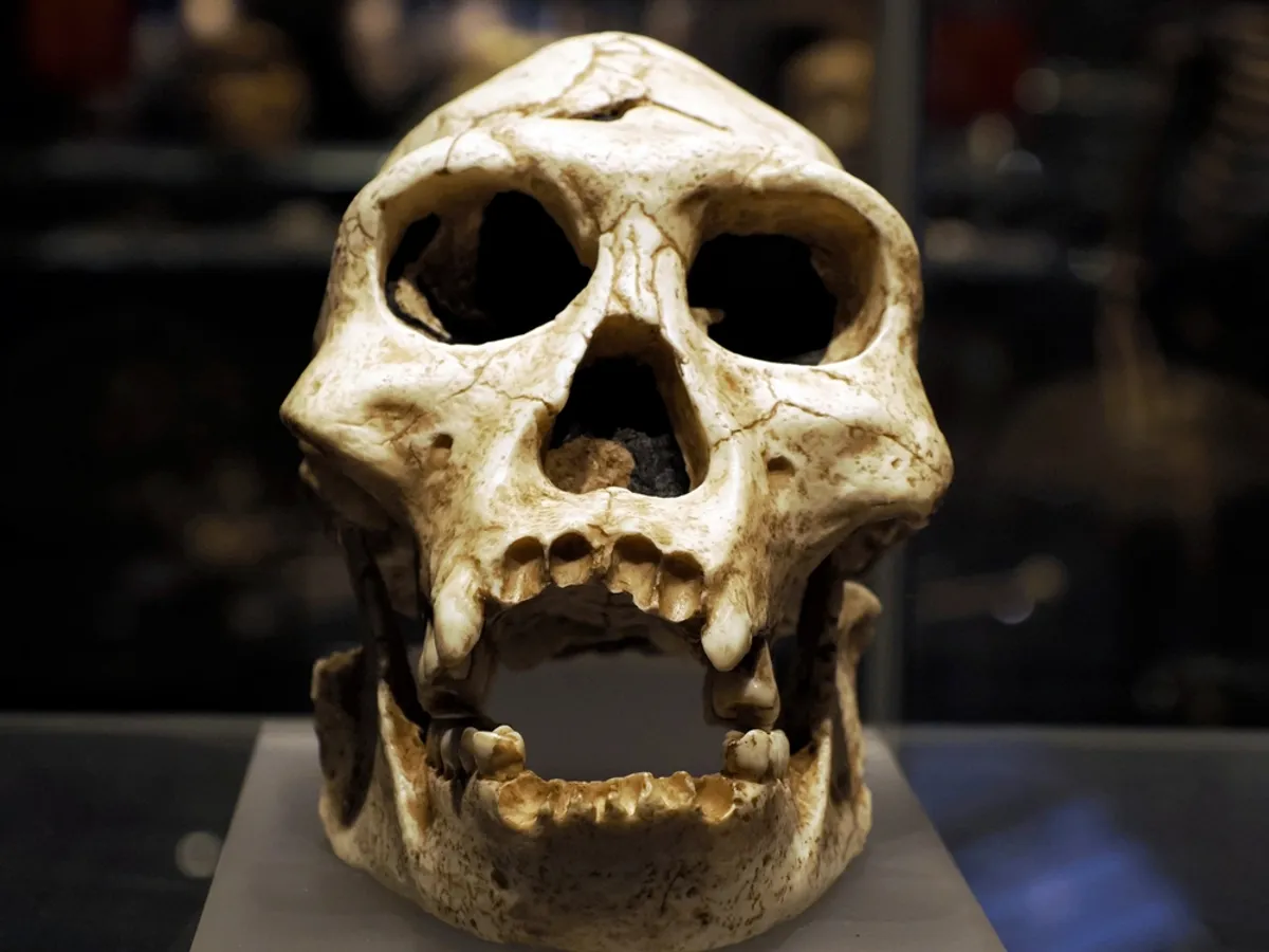 Extinção dos neandertais foi genocídio
