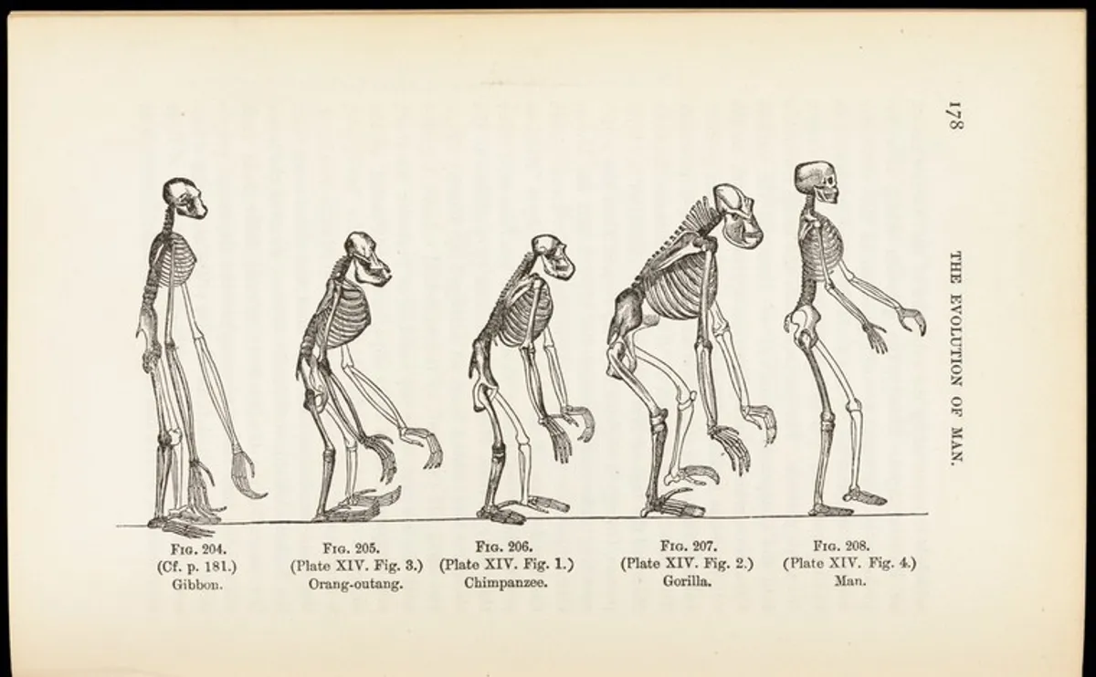 Se a evolução é real, por que ainda existem macacos hoje em dia