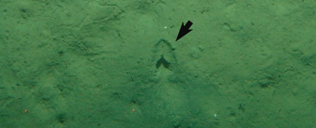 Mistério das pegadas no fundo do mar resolvido