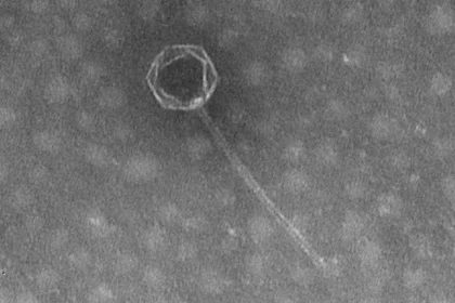 Novo vírus encontrado na Fossa das Marianas