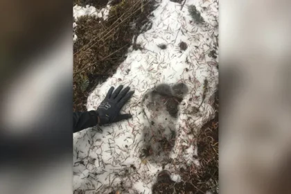 "Cabelo de Yeti" encontrado no Himalaia é, na verdade, de um cavalo