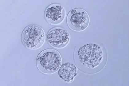 Embriões de camundongo cultivados com sucesso na ISS