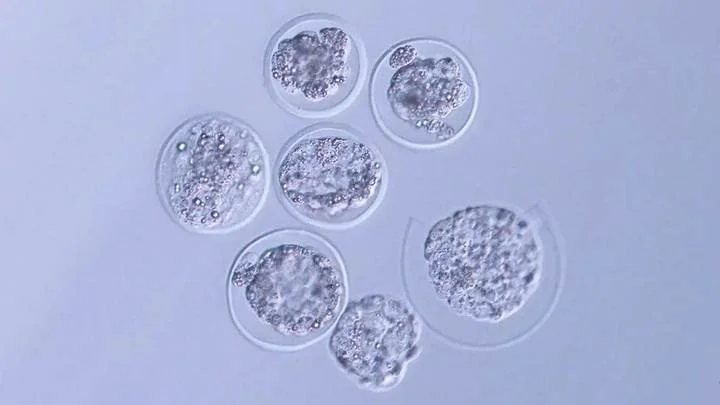 Embriões de camundongo cultivados com sucesso na ISS