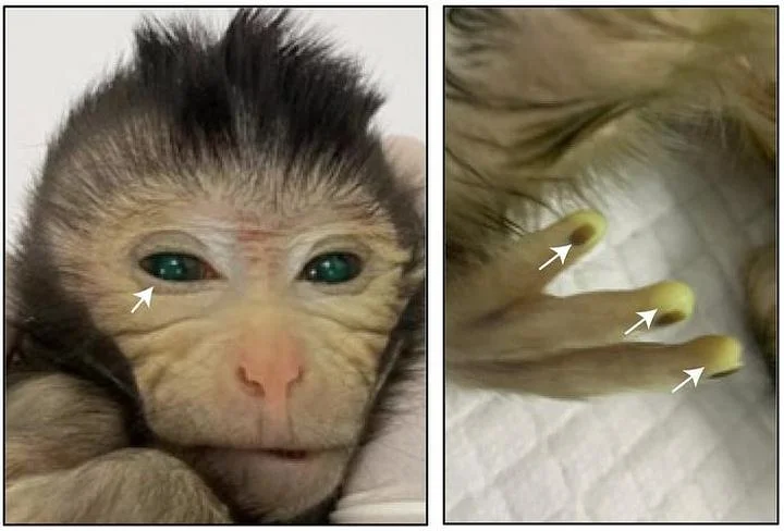Nasce na China a primeira quimera de macaco de sua espécie