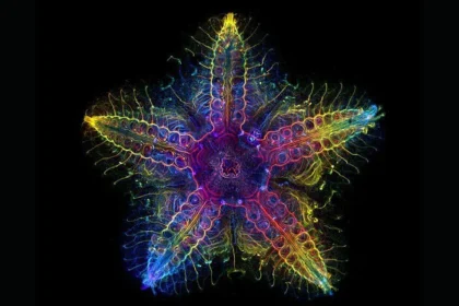 Os cientistas descobriram a cabeça da estrela-do-mar