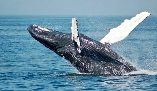 Cientistas usam baleias para treinar comunicação com ETs