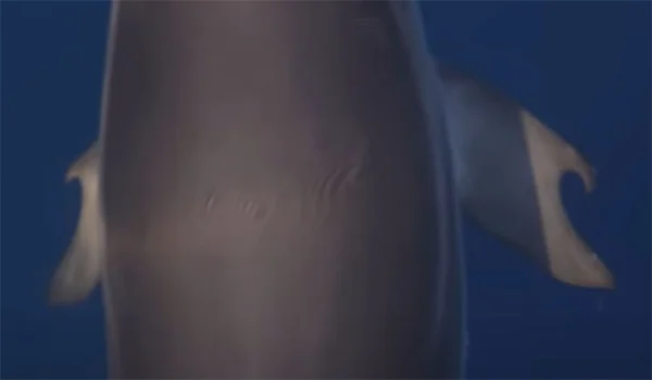 Golfinho com nadadeiras em forma de polegar intriga pesquisadores