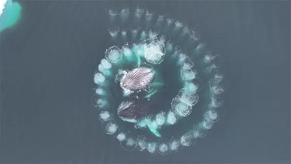 Baleias jubarte criam uma espiral de Fibonacci