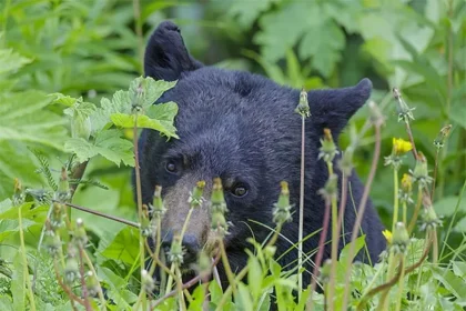O Pé-Grande e os Ursos Negros: Uma Análise Correlacional