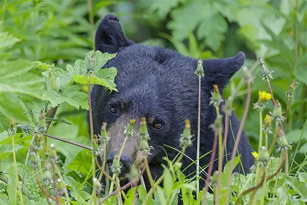 O Pé-Grande e os Ursos Negros: Uma Análise Correlacional