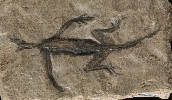 Fóssil de "280 Milhões de Anos" Revela-se Parcialmente Falso