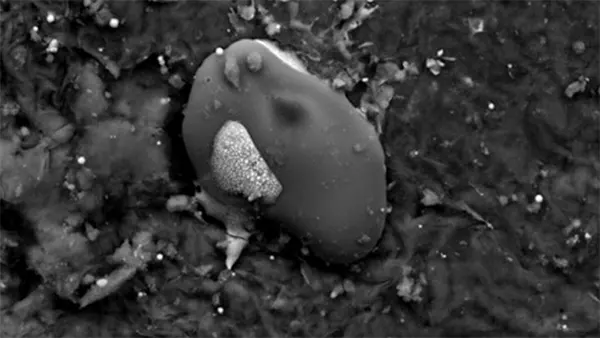Matéria orgânica nas amostras do asteroide Ryugu