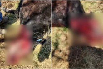 Caso estranho de mutilação de gado em Montana